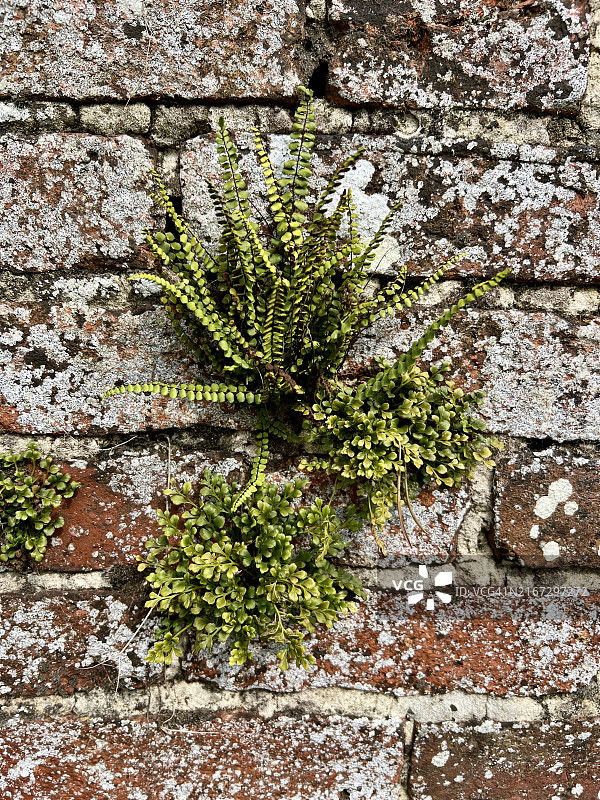 铁线蕨图片素材