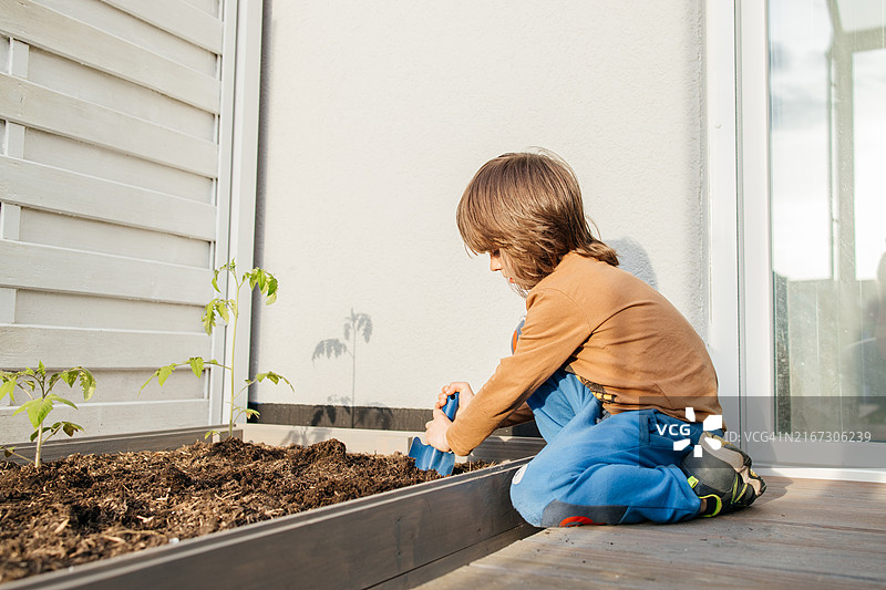 儿童在房边的菜地里种植番茄幼苗图片素材