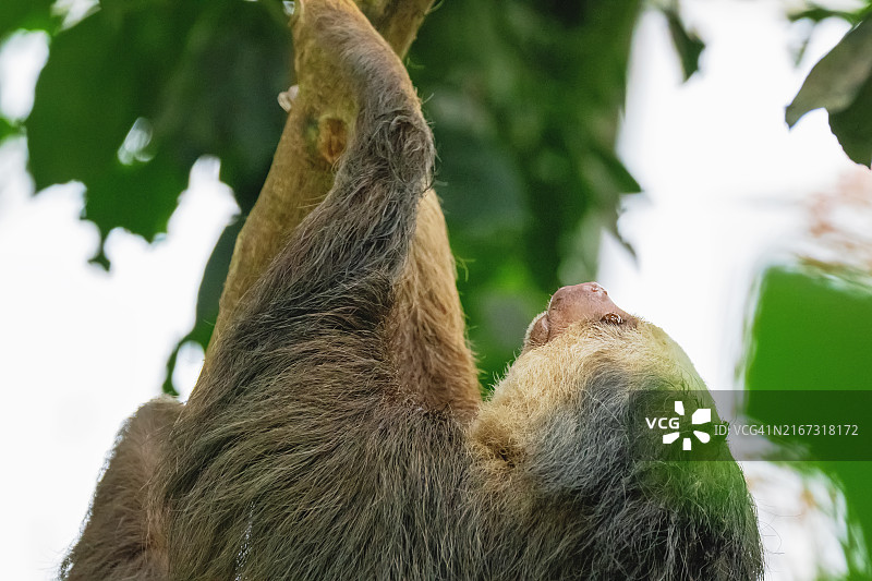霍氏二趾树懒特写 - 蒙特维多图片素材