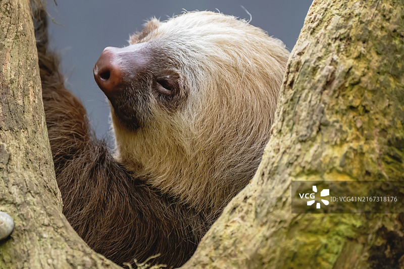 霍氏树懒面部特写-蒙特维多图片素材