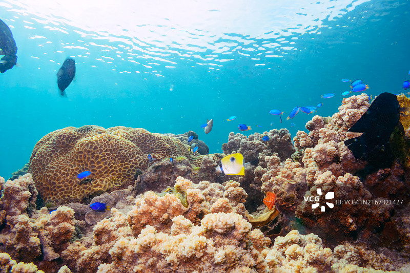 泪滴蝴蝶鱼、人字蝴蝶鱼和天蓝雀鲷鱼群的珊瑚礁图片素材