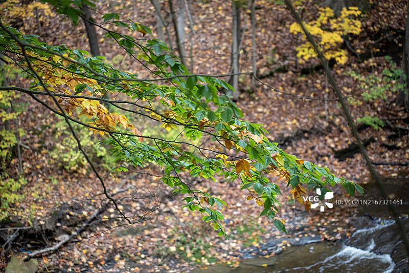 秋天的色彩图片素材