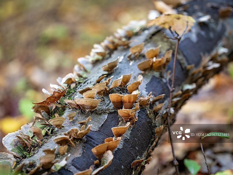 腐烂树木上的真菌图片素材