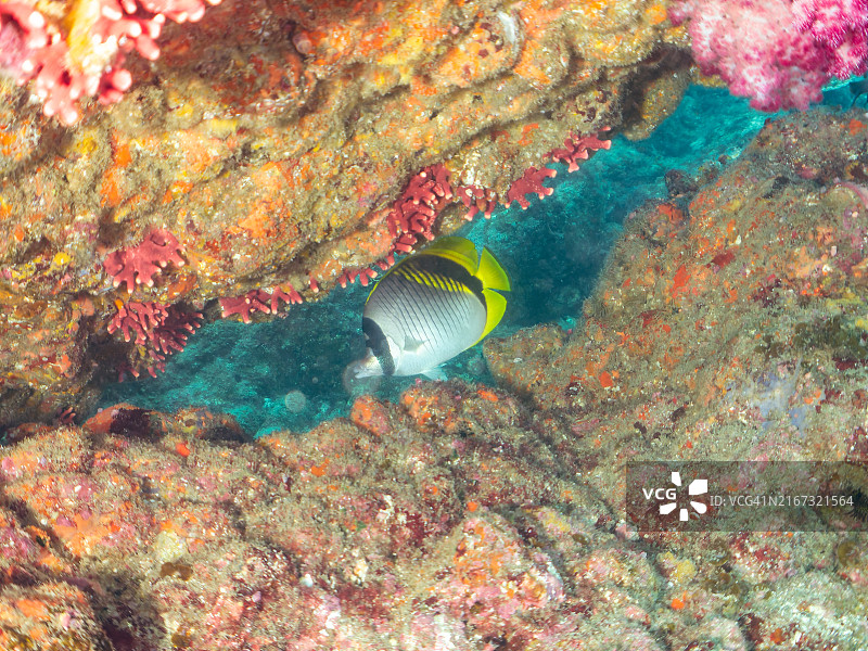 美丽的线纹蝴蝶鱼群、锯尾鱼幼鱼、斑鲣及其他鱼类，软珊瑚草莓珊瑚图片素材