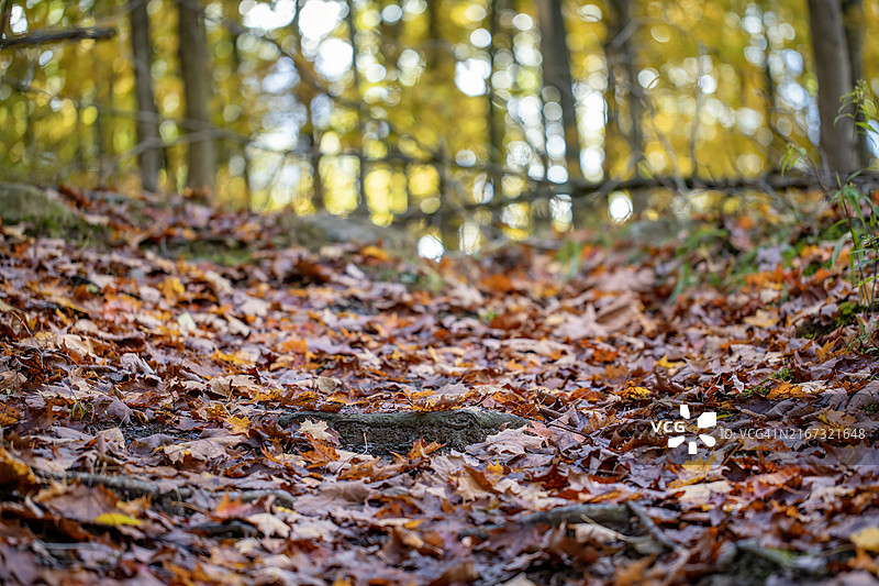 树林中的落叶图片素材