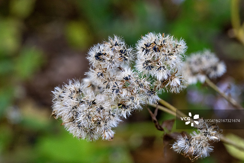 干藿香蓟图片素材