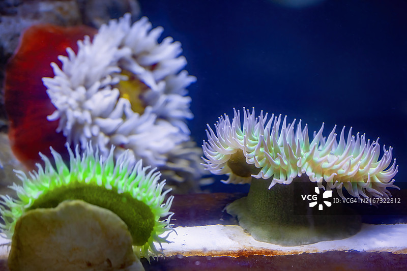 海葵和鱼海葵图片素材