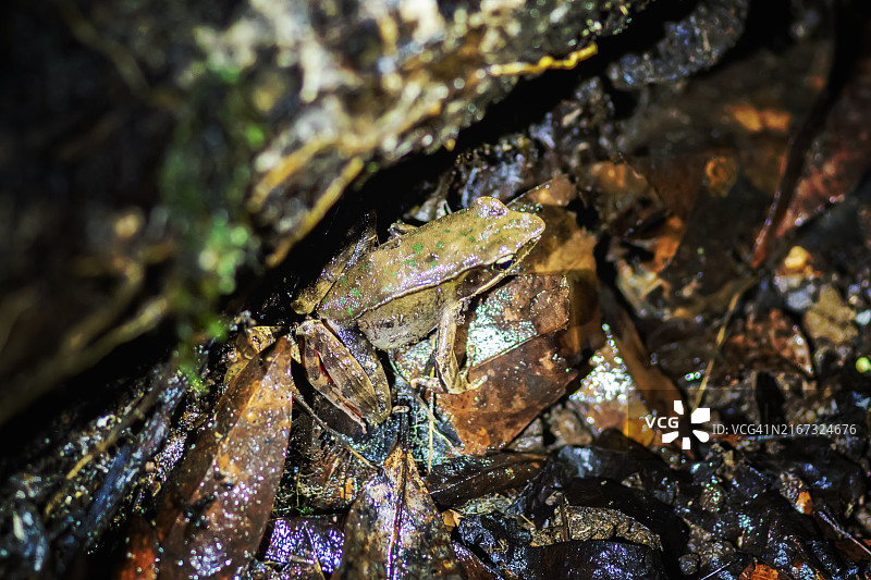 伪装的辉煌森林蛙（瓦氏蛙）在潮湿的云雾森林地面上图片素材