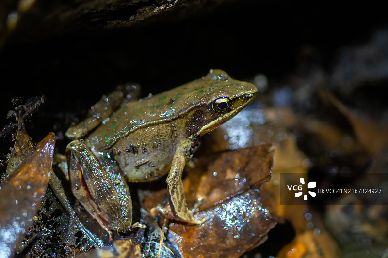 森林蛙或瓦氏蛙的潮湿云雾森林地面图片素材