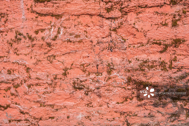 生长在脏墙上的苔藓图片素材