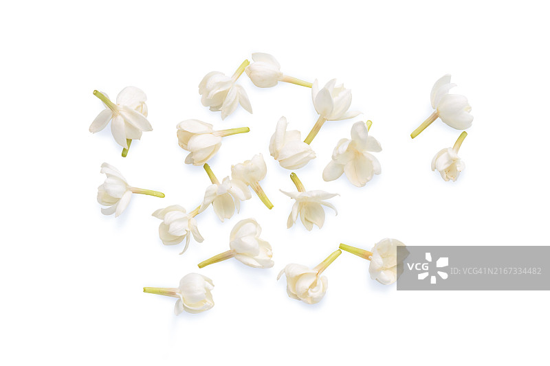 盛开的茉莉花特写图片素材