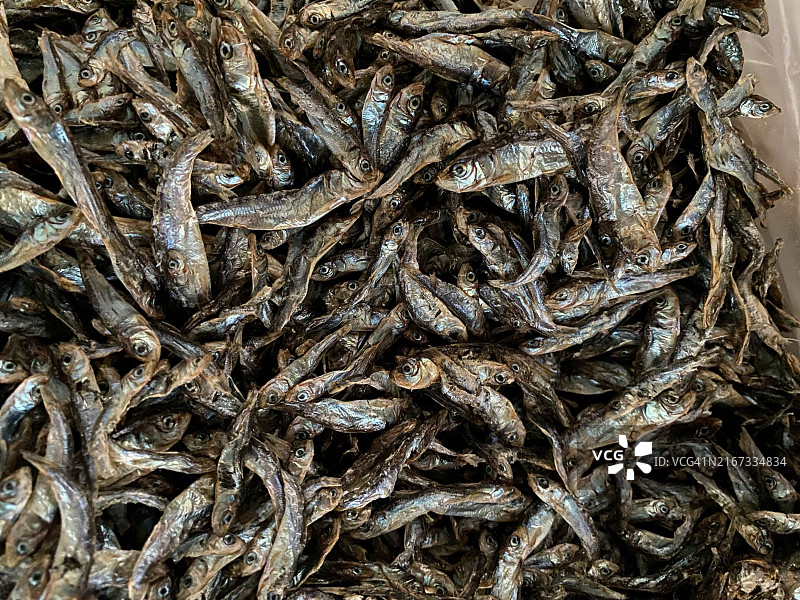 丰富的凤尾鱼背景图片素材