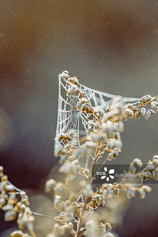 露珠覆盖的蜘蛛网特写。一张蜘蛛网的详细特写图像，上面装饰着晨露，错综复杂地编织在模糊的棕色背景上。露水增强了网络精致的结构。图片素材