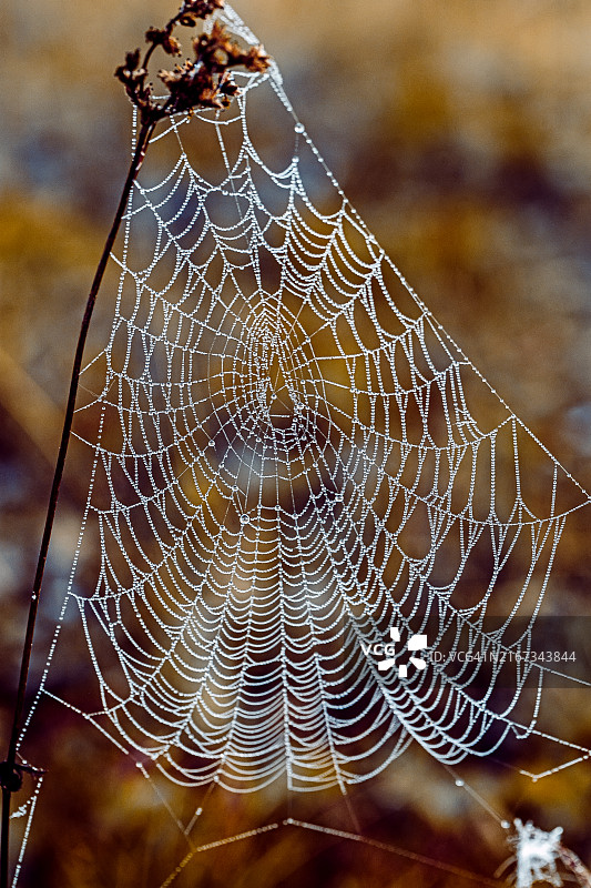 露珠覆盖的蜘蛛网特写。一张蜘蛛网的详细特写图像，上面装饰着晨露，错综复杂地编织在模糊的棕色背景上。露水增强了网络精致的结构。图片素材