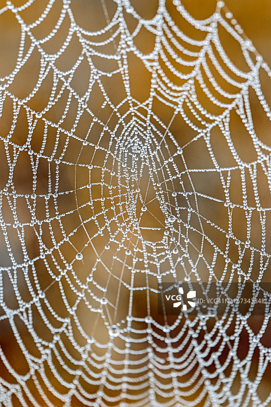露珠覆盖的蜘蛛网特写。一张蜘蛛网的详细特写图像，上面装饰着晨露，错综复杂地编织在模糊的棕色背景上。露水增强了网络精致的结构。图片素材