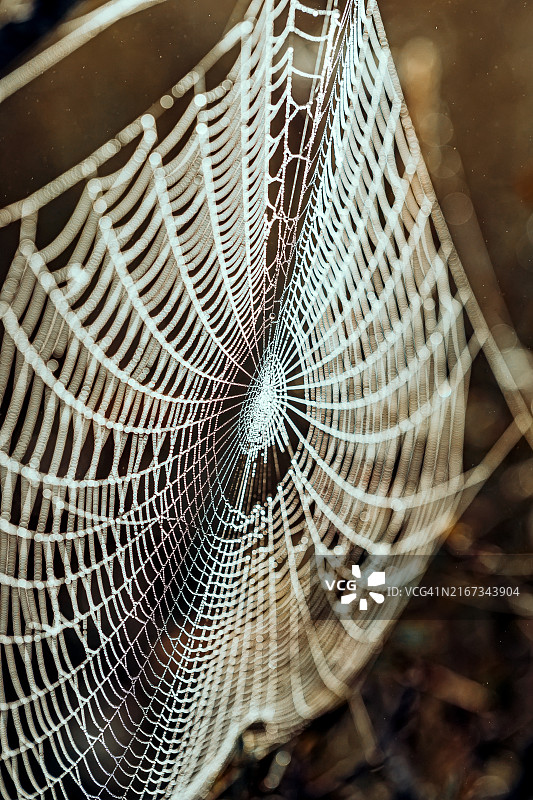 露珠覆盖的蜘蛛网特写。一张蜘蛛网的详细特写图像，上面装饰着晨露，错综复杂地编织在模糊的棕色背景上。露水增强了网络精致的结构。图片素材