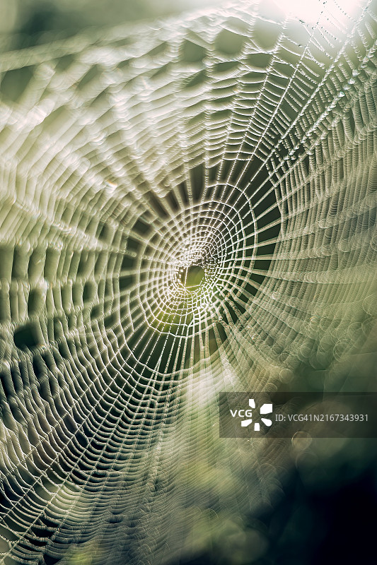 露珠覆盖的蜘蛛网特写。一张蜘蛛网的详细特写图像，上面装饰着晨露，错综复杂地编织在模糊的棕色背景上。露水增强了网络精致的结构。图片素材