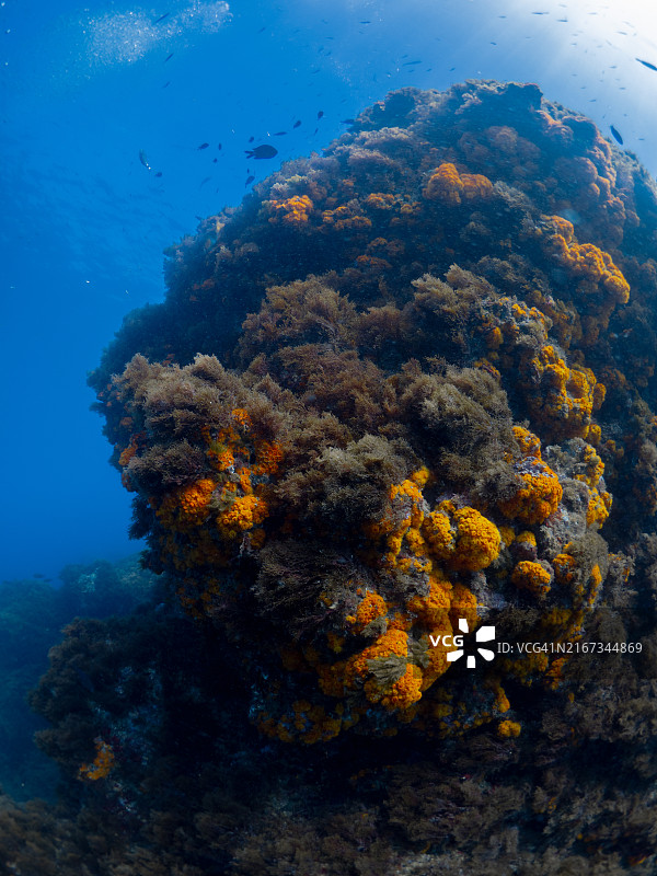 西班牙南部覆盖水下岩石的橙色珊瑚虫图片素材