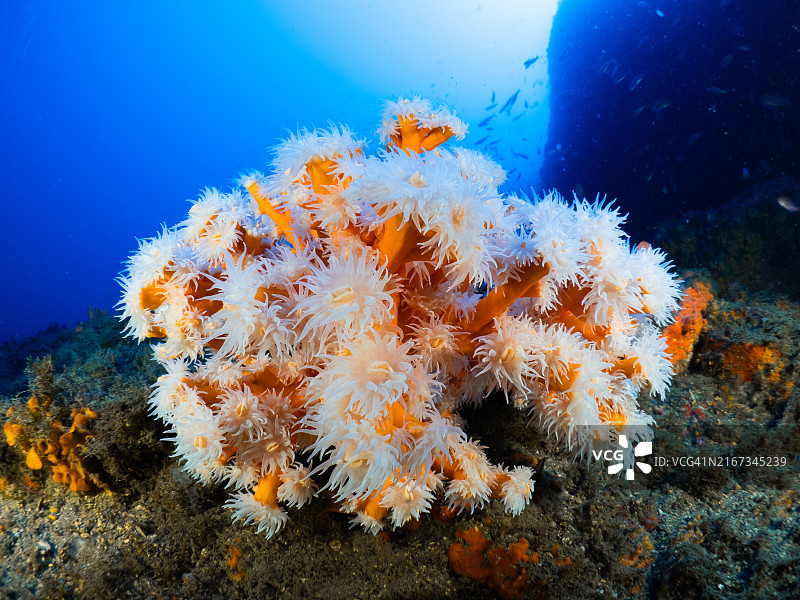 地中海假橙色珊瑚图片素材