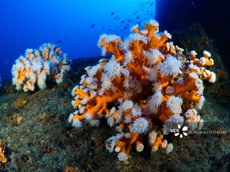 地中海假橙色珊瑚图片素材