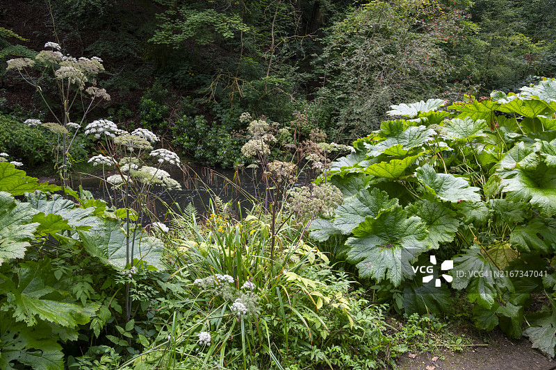 夏季河流旁的盾叶薯蓣图片素材