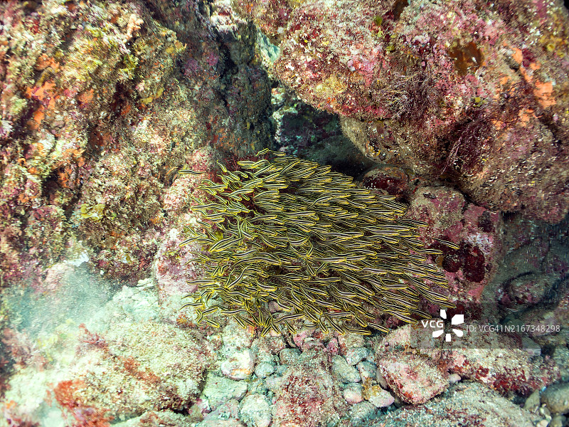 水下洞穴中聚集的漂亮幼年斑颈天竺鲷图片素材