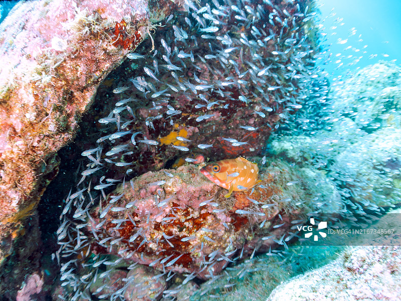 半线天竺鲷、斑点天竺鲷及其他幼鱼和黑边石斑鱼在四脚动物周围群游图片素材