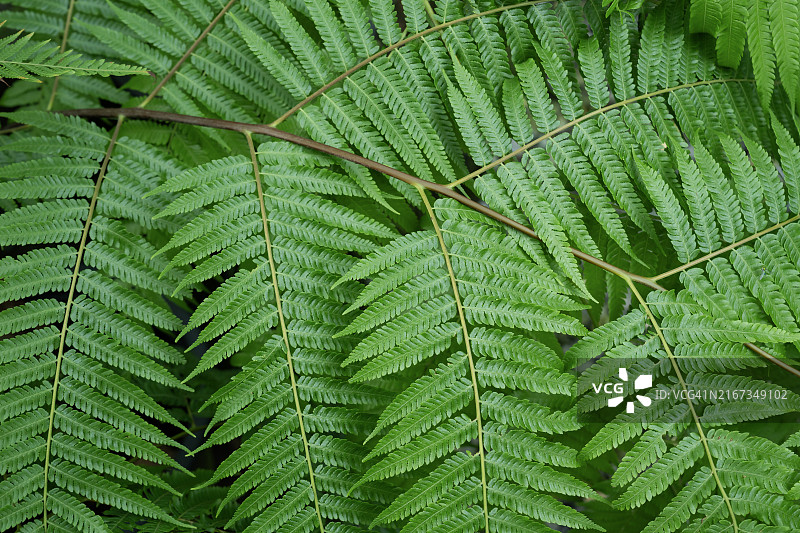 深色调的热带蕨类植物的自然绿色叶子图片素材