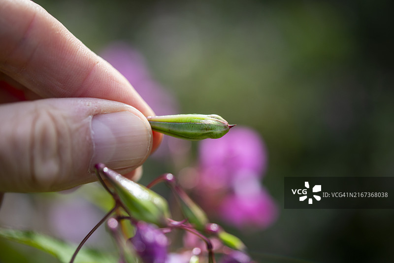 手指按压喜马拉雅凤仙花的种子荚图片素材