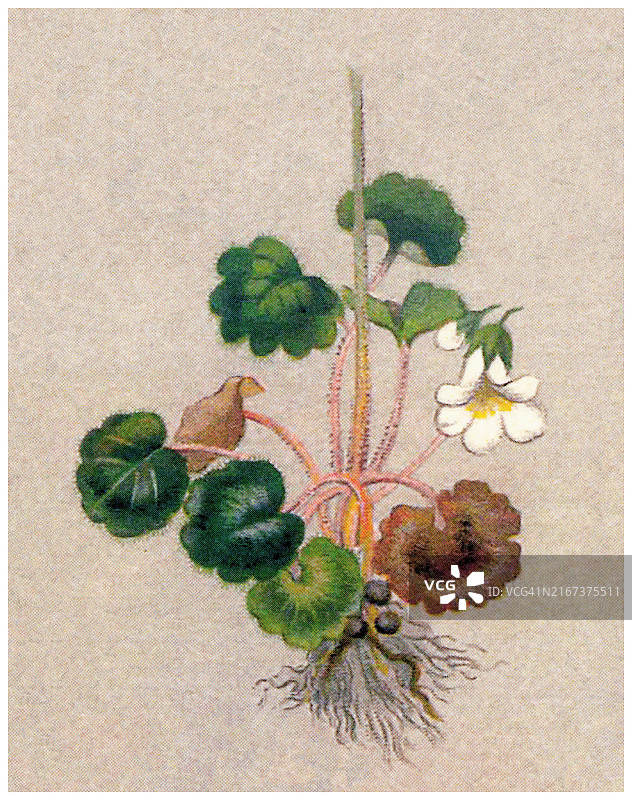 植物学古彩色图释，草地沙草(沙草属)，沙草科开花植物的一种图片素材