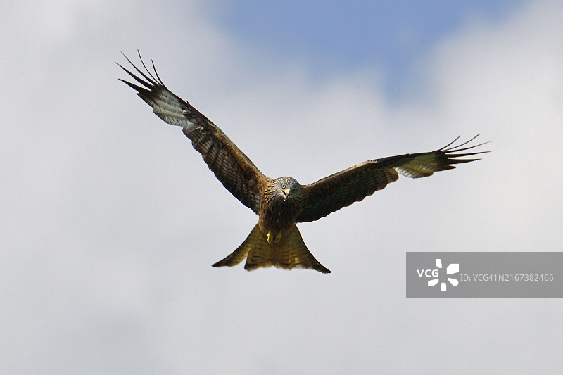 红鸢飞行时的翼展图片素材