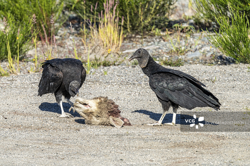 黑兀鹫（Coragyps atratus）吃羊头，智利卡雷特拉奥斯特拉Chaiten，南美洲图片素材