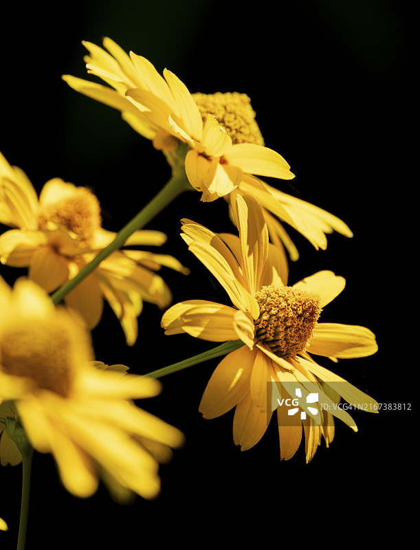 向日葵阳光下的花朵，产于奥地利下奥地利州图片素材