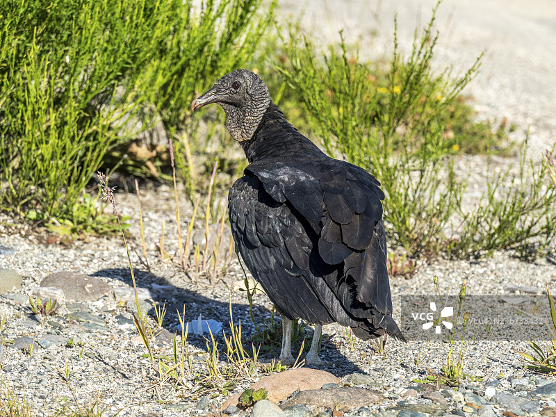 智利卡雷特拉奥斯特拉公路上的黑美洲鹫图片素材