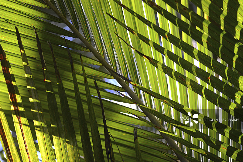 逆光下的新西兰尼考棕榈叶图片素材