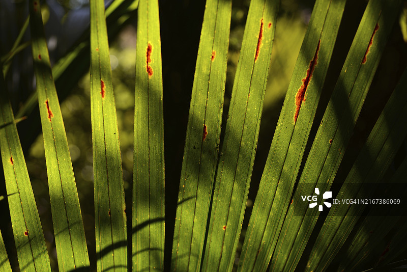 逆光下的新西兰尼考棕榈叶图片素材