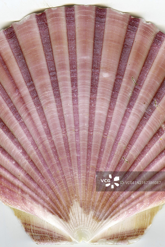 海螺壳表面细节图片素材