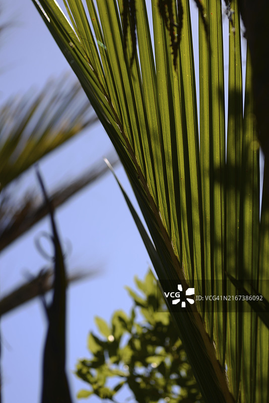 逆光下的新西兰尼考棕榈叶图片素材