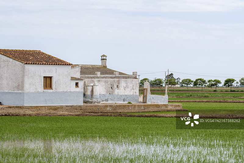 西班牙加泰罗尼亚塔拉戈纳埃布罗三角洲稻田景观图片素材