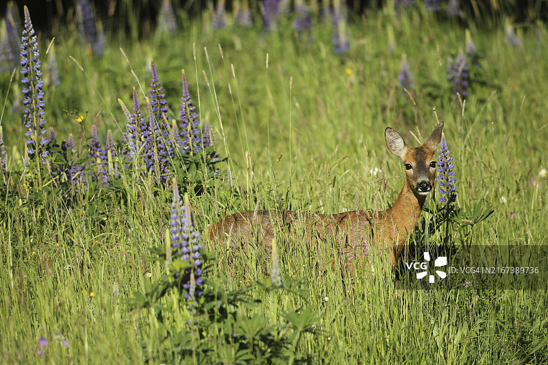 在鲁冰花丛中的欧洲狍图片素材