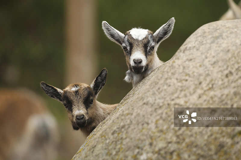 家山羊，五天大的幼崽，瑞典图片素材