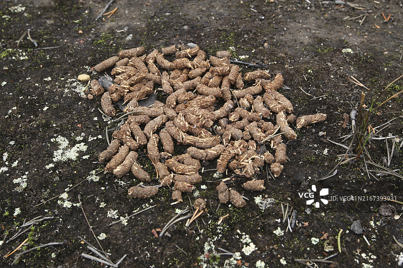 雷鸟在挪威罗弗敦的巢穴图片素材