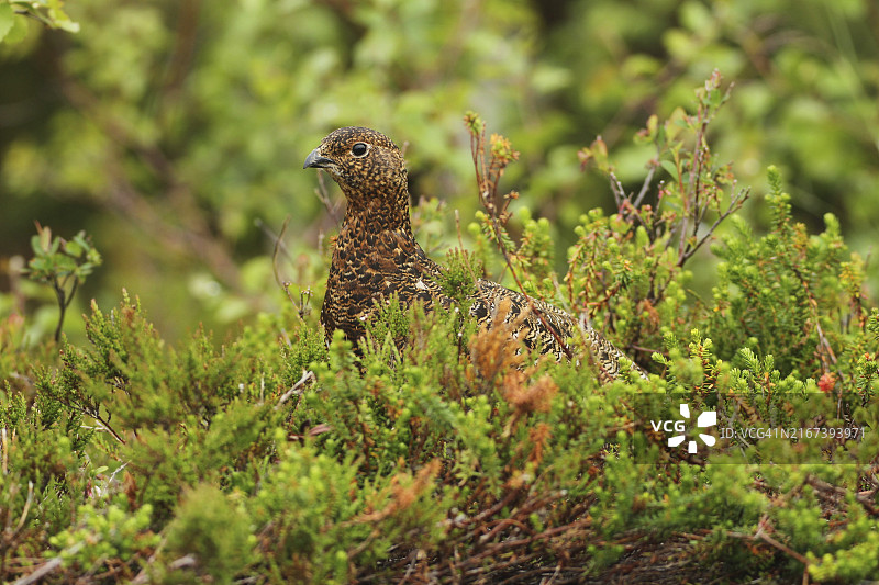 雷鸟，挪威罗弗敦图片素材