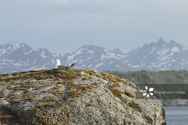 在挪威罗弗敦湖中岩石上繁殖的普通海鸥图片素材