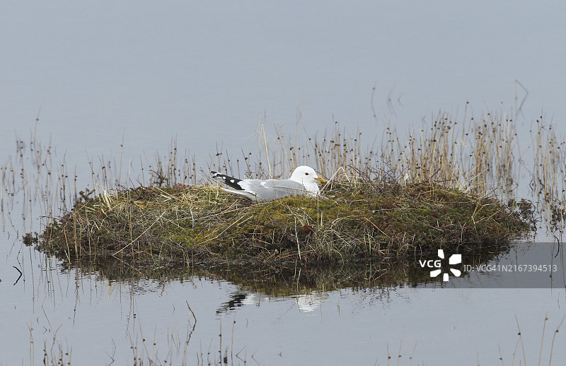 挪威拉普兰湖中小岛上繁殖的海鸥图片素材