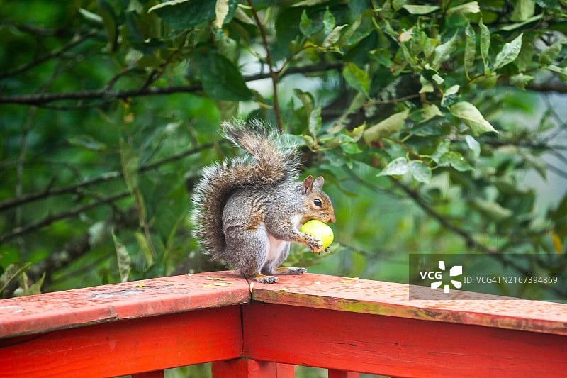 松鼠吃苹果图片素材