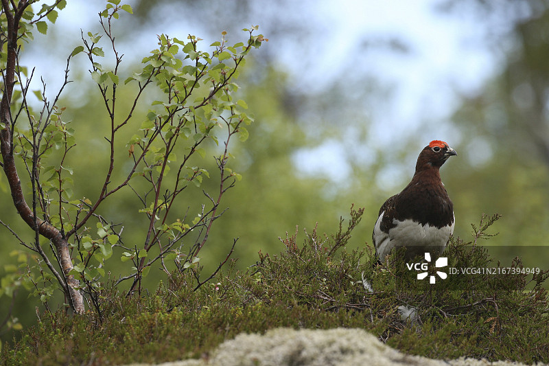 雷鸟 (Lagopus lagopus) ，雄鸟，摄于挪威罗弗敦群岛，斯堪的纳维亚，欧洲图片素材
