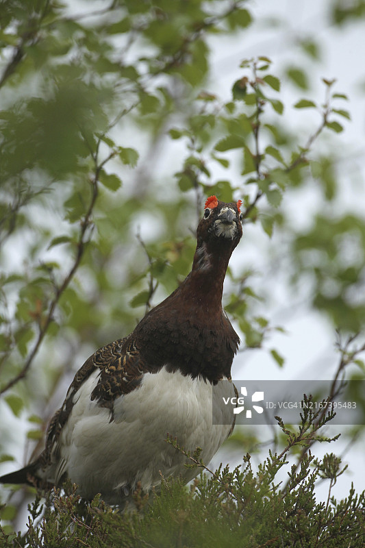 雷鸟 (Lagopus lagopus) ，雄鸟，摄于挪威罗弗敦群岛，斯堪的纳维亚，欧洲图片素材