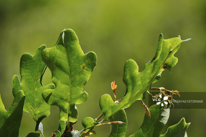 欧洲德国六月的橡树叶图片素材