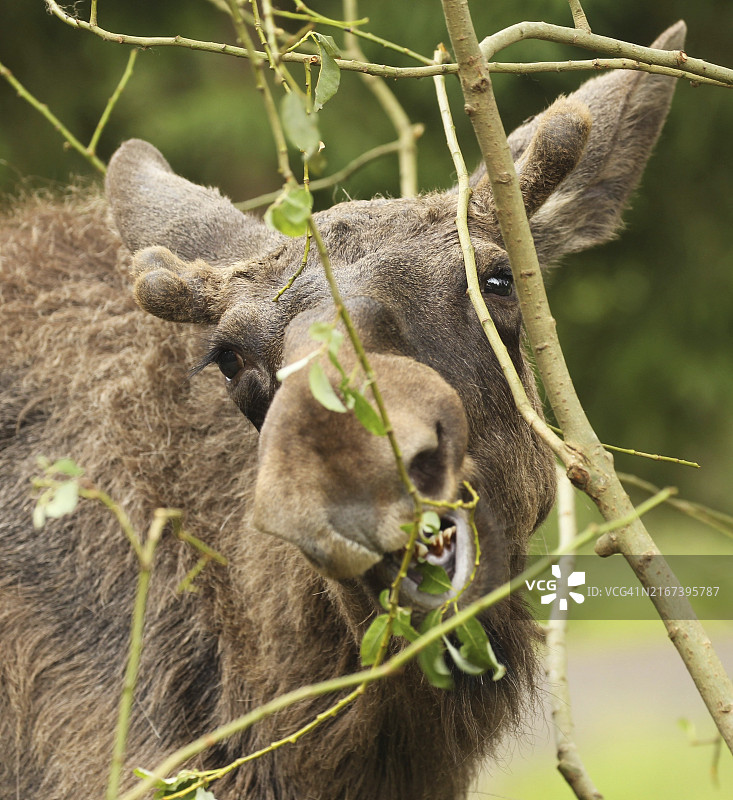 小驼鹿在瑞典南部吃桦树图片素材